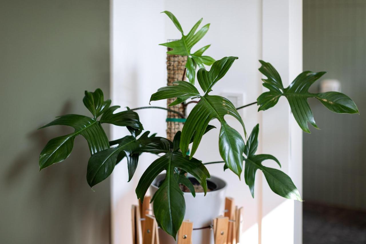 וינה Urban Jungle Apartments מראה חיצוני תמונה